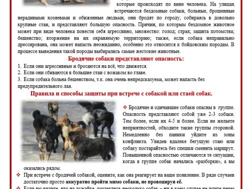 Осторожно! Бродячие собаки