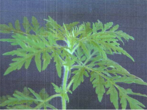 ВНИМАНИЕ! АМБРОЗИЯ ПОЛЫННОЛИСТНАЯ (Ambrosia artemisiifolia L.)