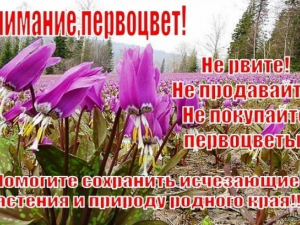 первоцветы