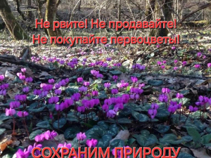 Внимание «Первоцветы»